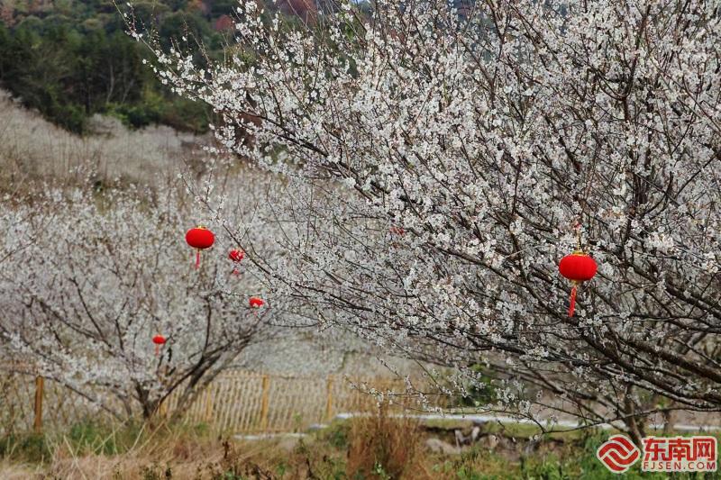 以“梅”为媒共赴花宴 永泰推出八条精品赏梅旅游路线