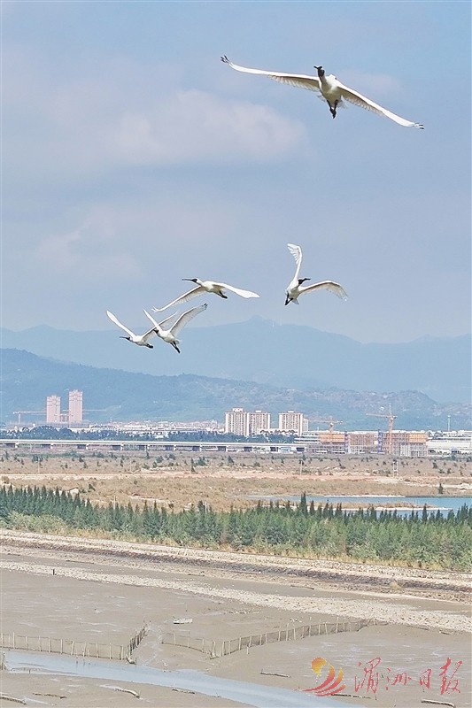 黑脸琵鹭连续19年“打卡”木兰溪入海口湿地