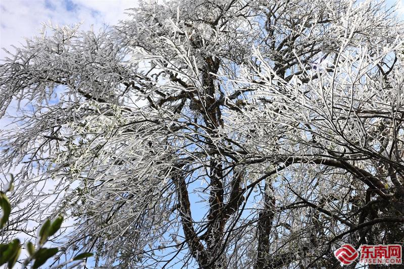 顺昌宝山：雾凇花开 琼枝满树