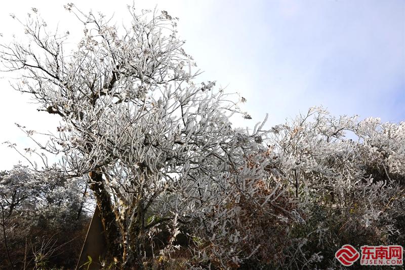 顺昌宝山：雾凇花开 琼枝满树