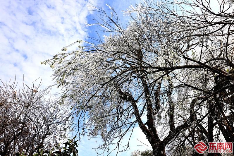 顺昌宝山：雾凇花开 琼枝满树