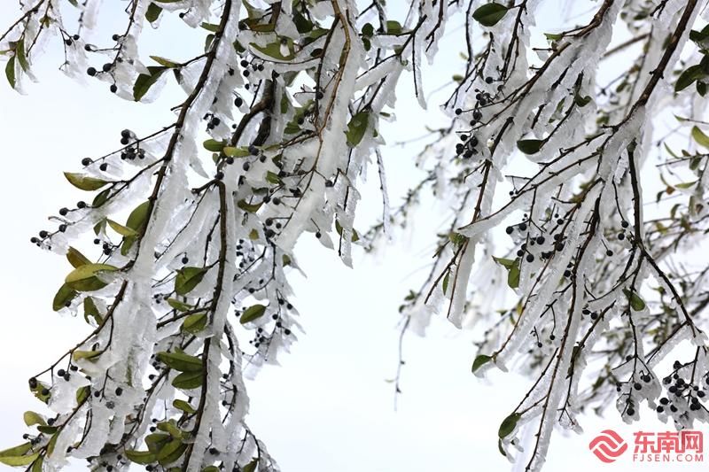 顺昌宝山：雾凇花开 琼枝满树