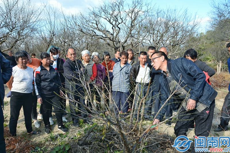 诏安官陂镇光坪村：三步骤奏响乡村振兴“交响曲”