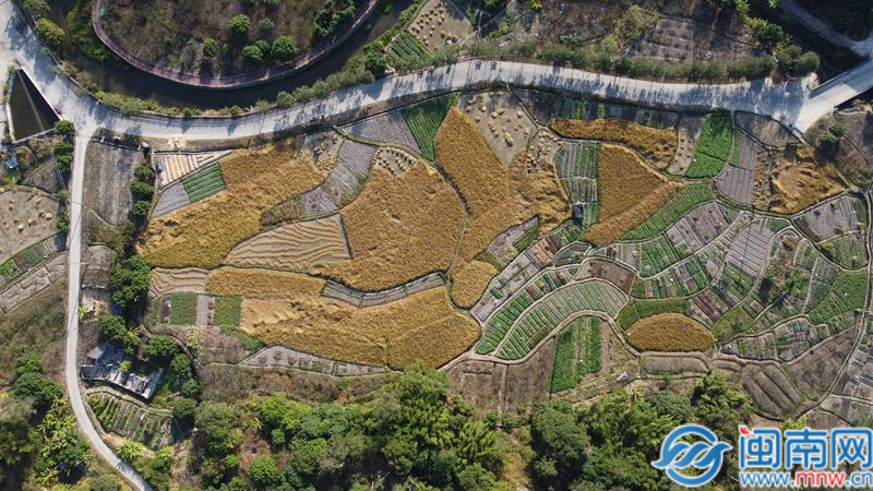 诏安官陂：风吹稻谷香，“稻”出好“丰”景