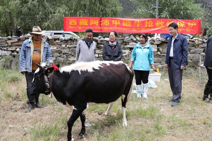 首次成功克隆！世界屋脊濒危牛在我国诞生