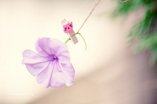 九里香一年开几次花（九里香一年开几次花,花期多久呢栀子花花期多长?）