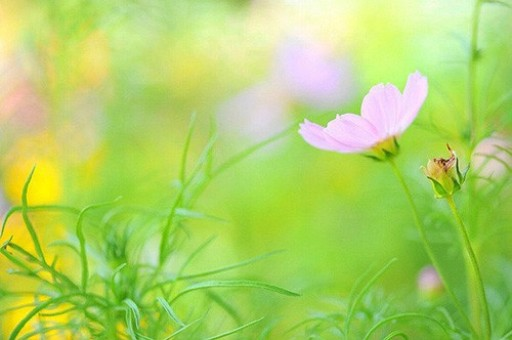 炒花菜的家常做法（五花肉炒花菜的家常做法）