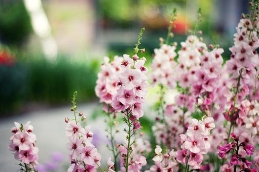 花卉大全室内盆栽花卉（室内花卉植物大全）