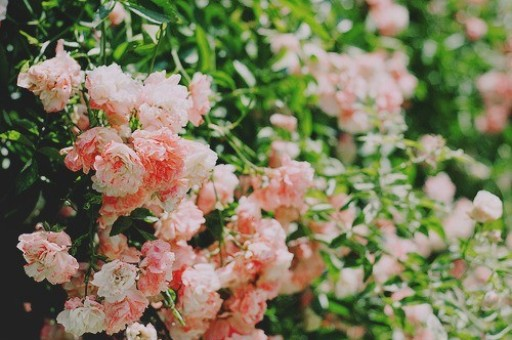 深圳鲜花速递订花，怎么在网上预订花束？