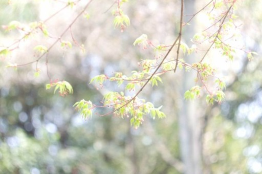 花艺培训学校（时代花木花艺培训学校）