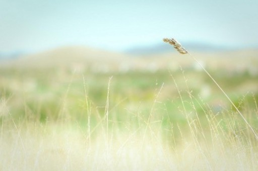 营养土种花用加其他土吗（营养土适合直接种花吗）